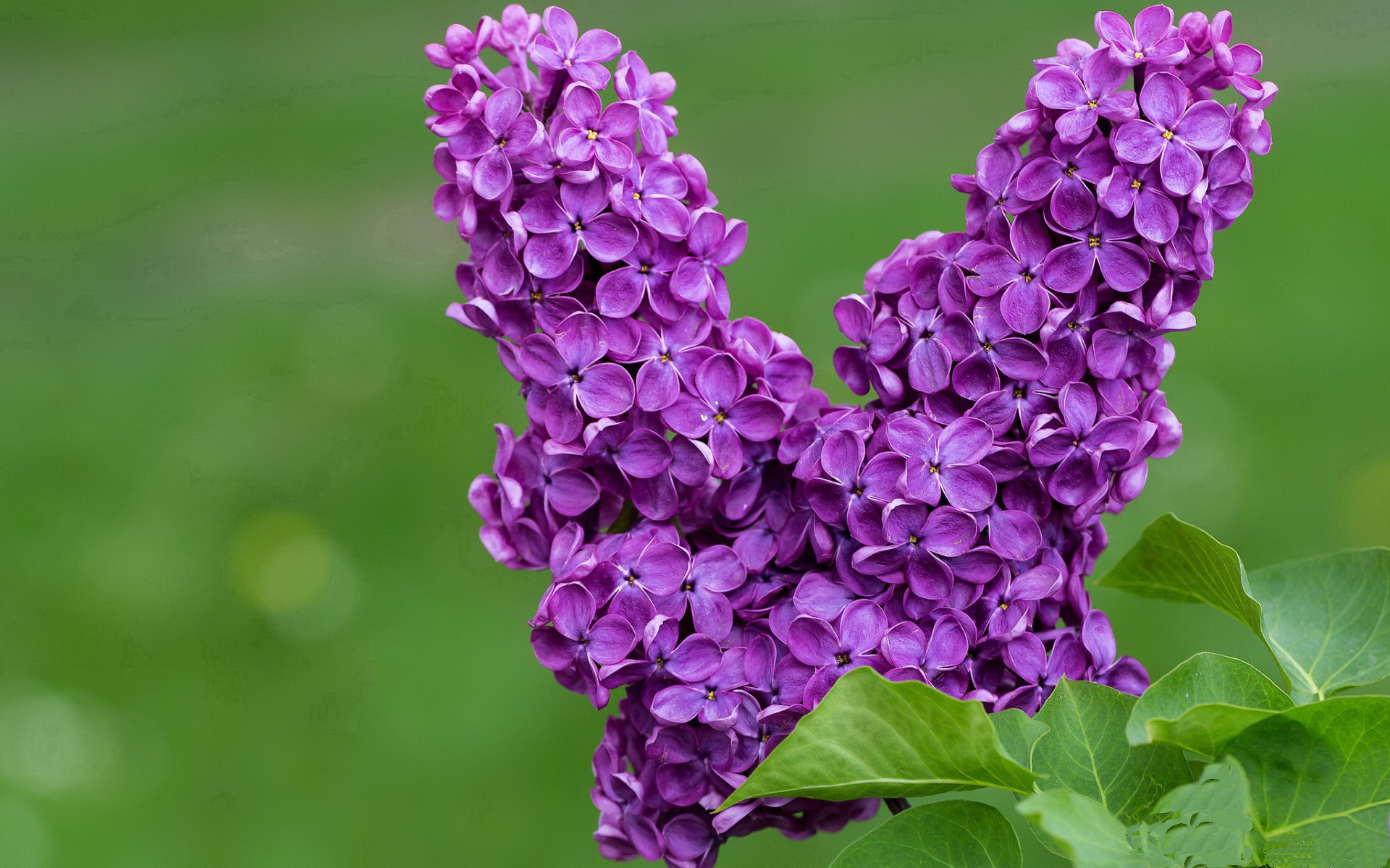电竞主播直播教学带动新玩家快速成长,电竞主播怎么做