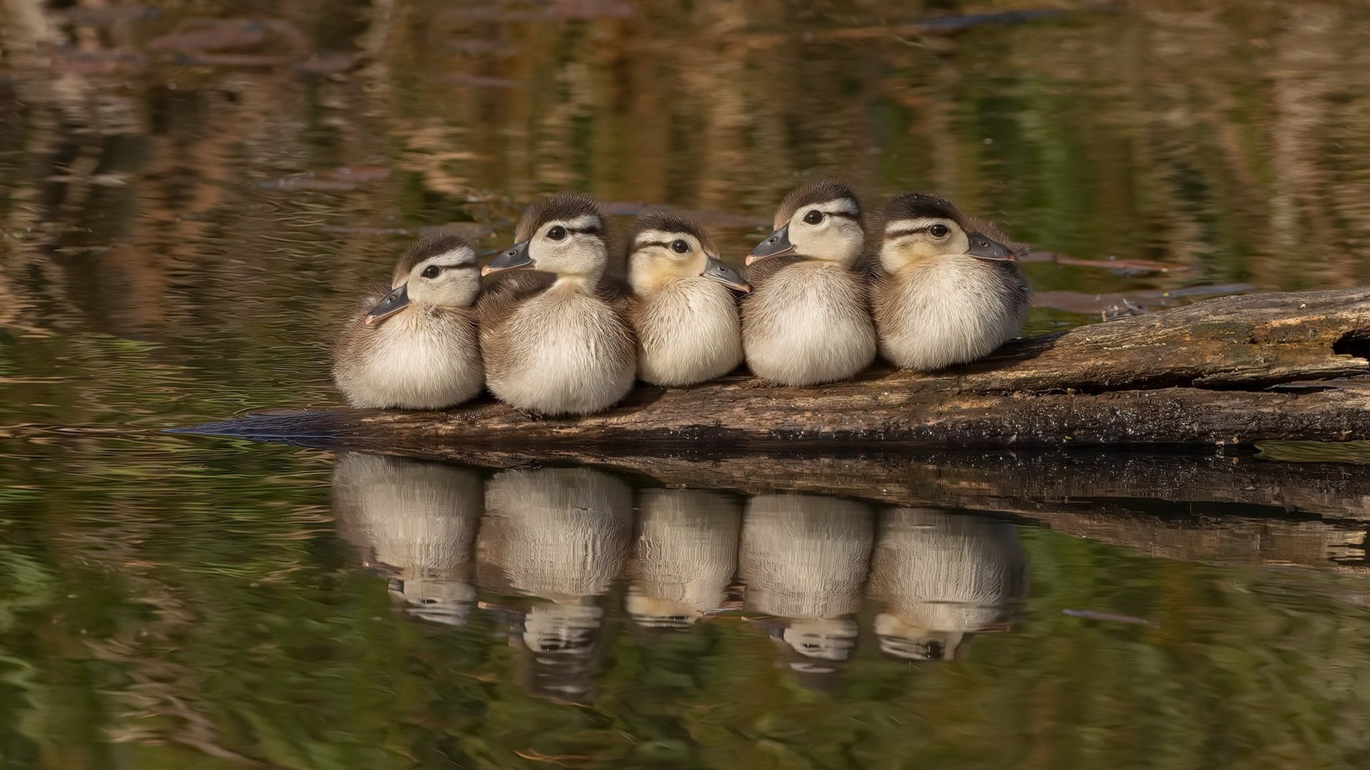 地区联赛异军突起,地方俱乐部崭露头角,地区足球联赛