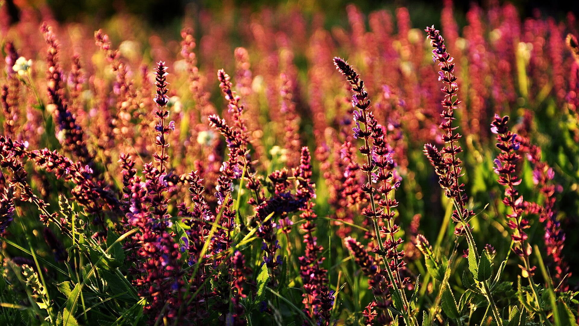 安东·李恩:全黑队中场的“调度员”,准确判断每一次进攻时机