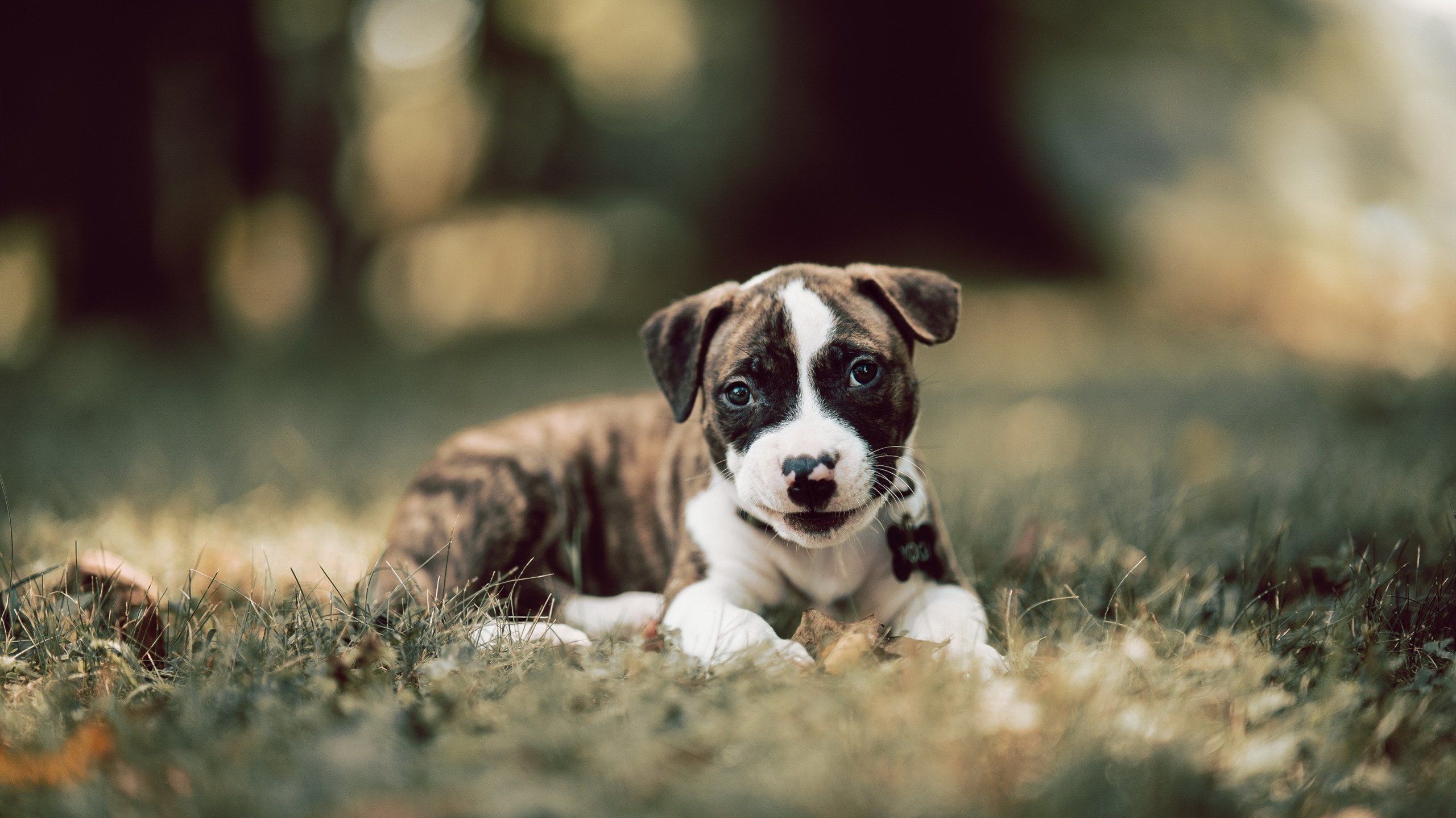 希腊男篮在欧洲锦标赛中再次夺冠,传统劲旅再登巅峰,希腊国家男篮