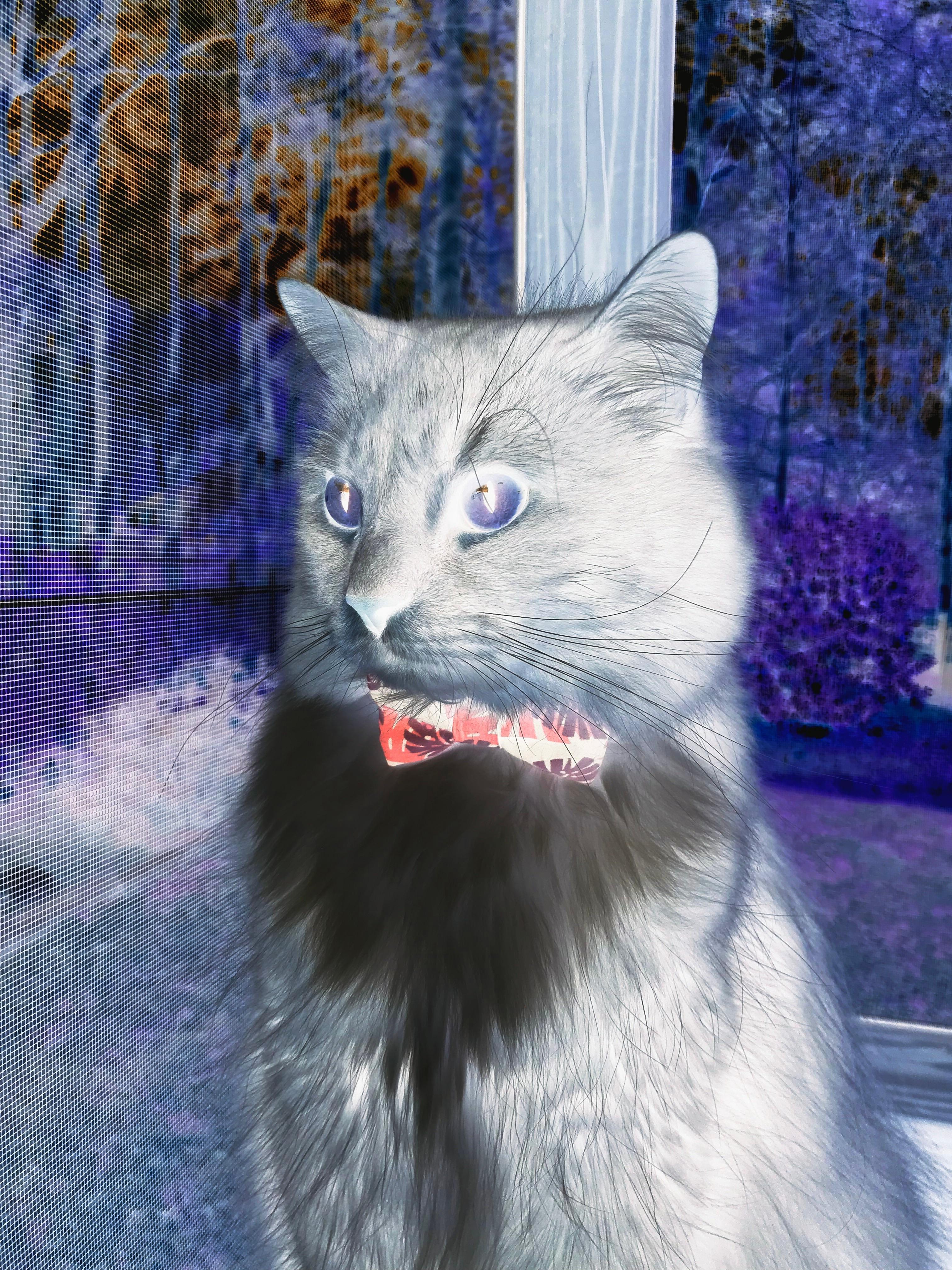 弗朗索瓦·霍尔茨豪伊泽:南非队的背后大师,迅速调整战术应对挑战