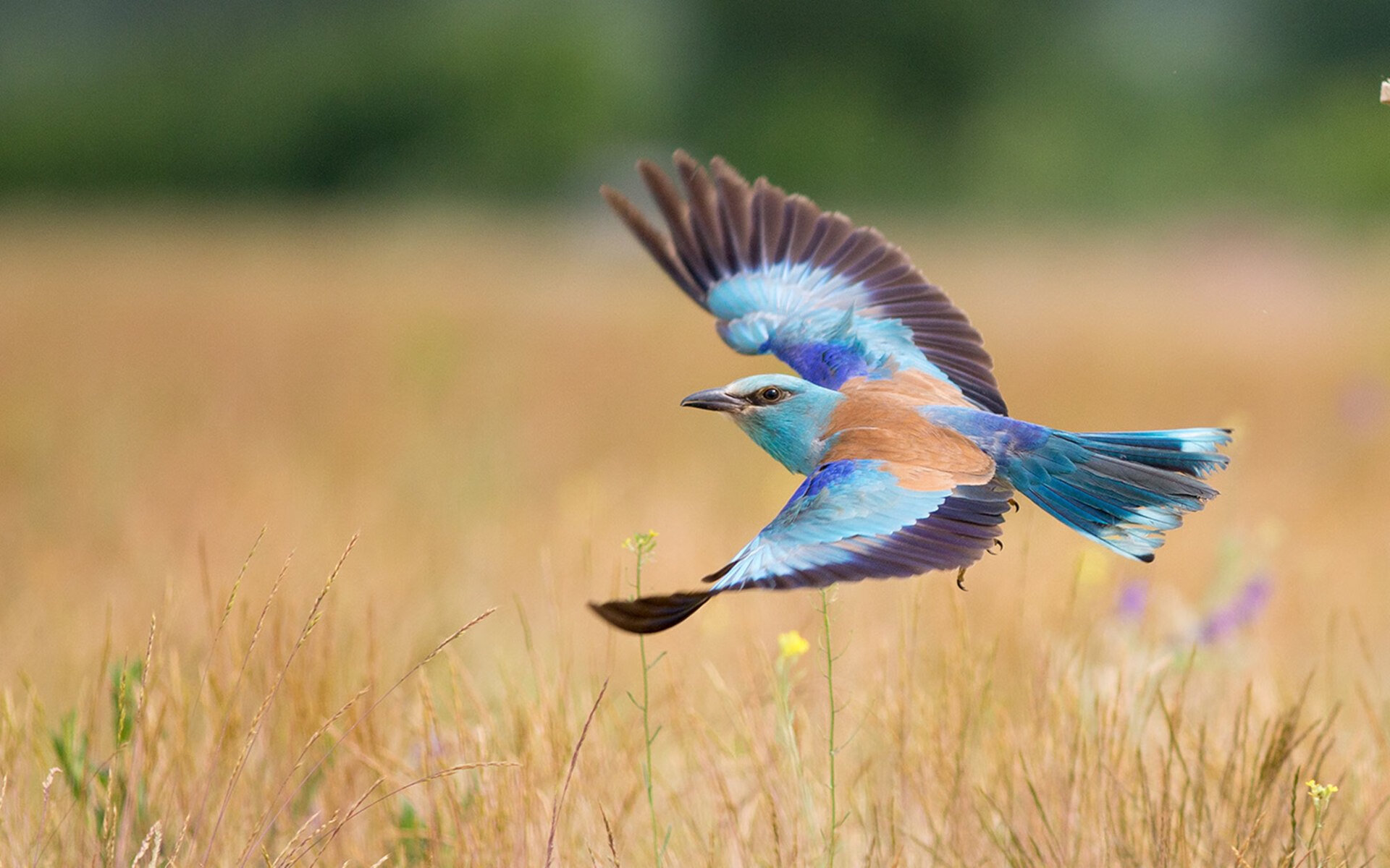普劳德感慨:热爱让我坚持至今