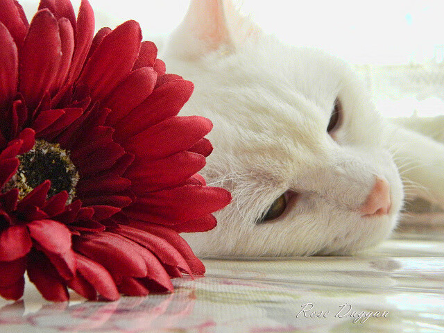 开云在线登入-波尔曼的快速反击和精准突破，让袋鼠队进攻更具威胁，波尔曼休闲会所 评论