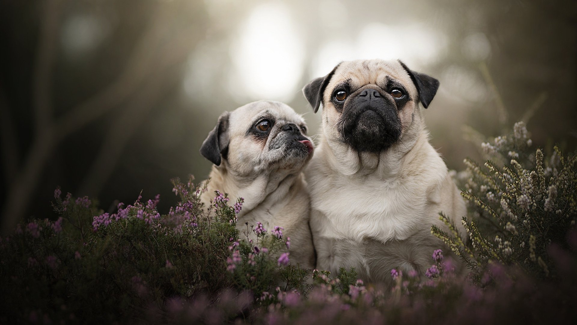 开云体育官网-澳大利亚橄榄球赛事转播权创历史新高，澳式橄榄球比赛
