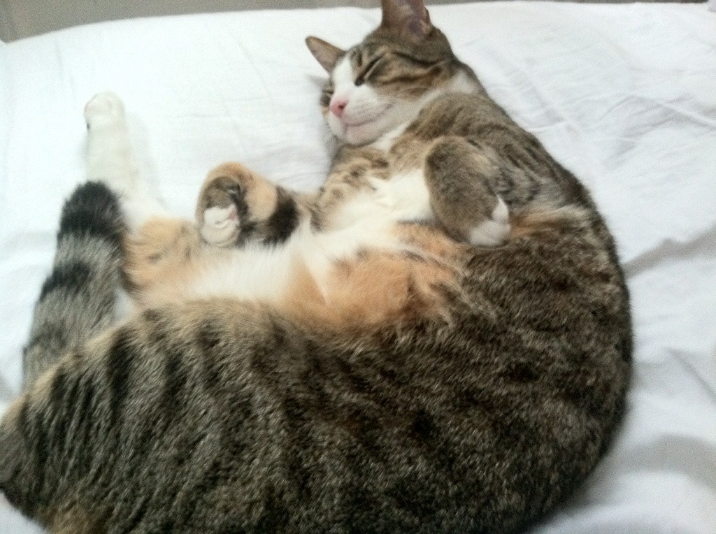 开云在线入口-美洲杯明星争光：竞争激烈，精彩纷呈！，美洲杯人气