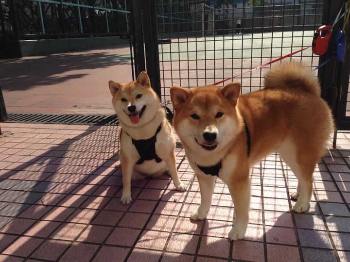 CBA是否推动裁判数据透明化与民间监督机制，cba裁判归什么部门管理