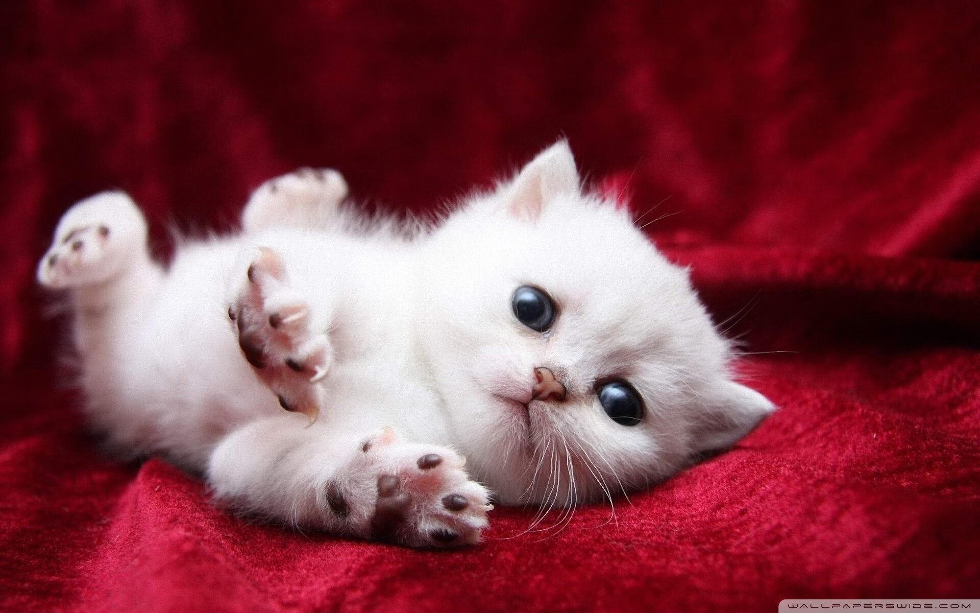 中国足球青训系统中家长角色与支持机制,中国足球青训系统中家长角色与支持机制包括